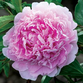 Peony, Sarah Bernhardt 