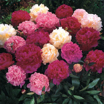 Peony, Jung's Deluxe Mix, Pack of 3