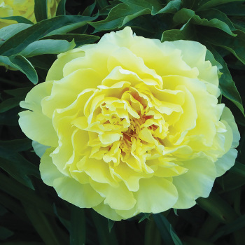 Peony, Bartzella
