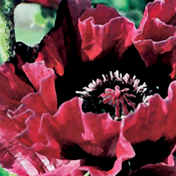 Papaver Harlem