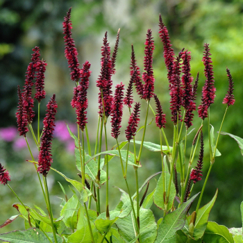 Persicaria, Blackfield
