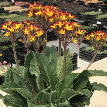 Primula, Oakleaf Yellow Picotee