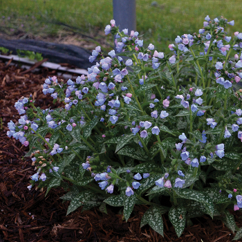 Pulmonaria Twinkle Toes