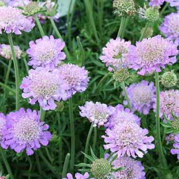 Scabiosa, Butterfly Blue