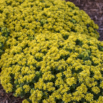 Sedum, Little Miss Sunshine Sedum, Little Miss Sunshine