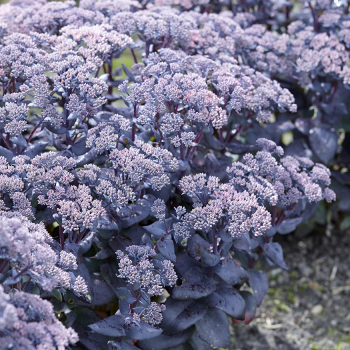 Sedum Mojave Jewels&reg; Sapphire