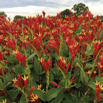 Spigelia Little Redhead