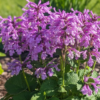 Stachys Punky Purple