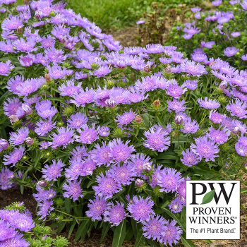 Stokesia, Totally Stoked™ Riptide Stokesia, Totally Stoked™ Riptide