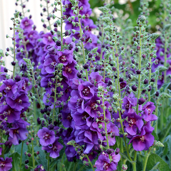 Verbascum Plum Smokey