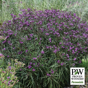 Vernonia Prairie Princess
