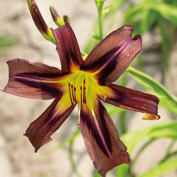 Daylily, Black Arrowhead Daylily, Black Arrowhead