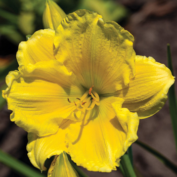 Daylily, Buttered Popcorn Daylily, Buttered Popcorn