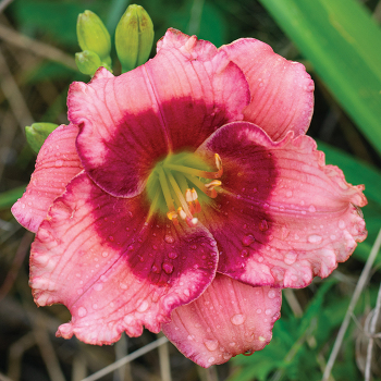 Daylily Sale: Roots & Rhizomes