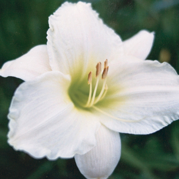 Daylily Lime Frost 