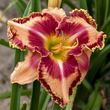 Daylily, Lake of Fire Daylily, Lake of Fire