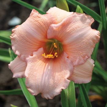 Daylily On And On