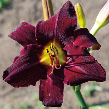 Daylily, Wayside King Royale