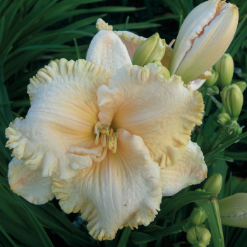Daylily Enchanted Forest 