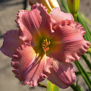 Daylily, Jolyene Nichole Daylily, Jolyene Nichole