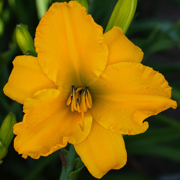 Daylily, Golden Tycoon