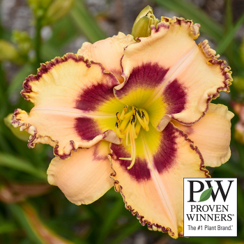 Daylily, King of the Ages Daylily, King of the Ages