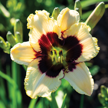 Daylily, Moonlit Masquerade Daylily, Moonlit Masquerade