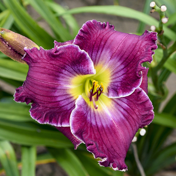 Daylily, Rich in Mercy Daylily, Rich in Mercy