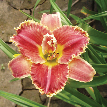 Daylily, Startle Daylily, Startle