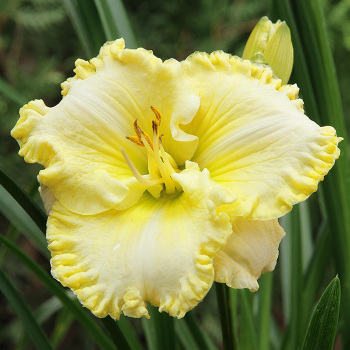 Daylily, Trendy Design Daylily, Trendy Design