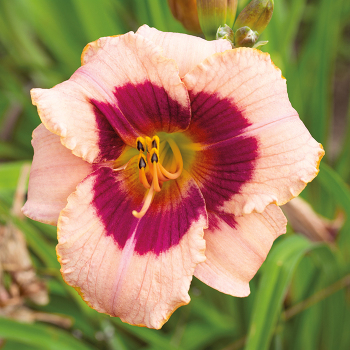 Daylily, Wineberry Candy Daylily, Wineberry Candy