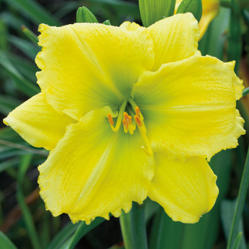 Hemerocallis Beauty to Behold