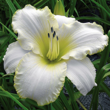 Daylily, Blizzard Bay Daylily, Blizzard Bay