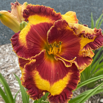 Hemerocallis Band of Fire