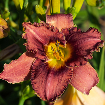 Daylily, Cattleya Frills