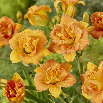 Hemerocallis Double Orange Zephyr