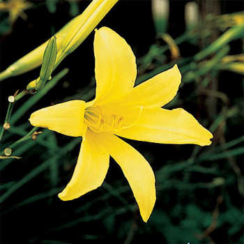Daylily, Lemon Lily  Daylily, Lemon Lily
