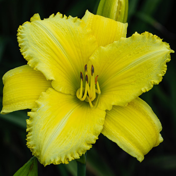 Daylily, Florissant Lemon