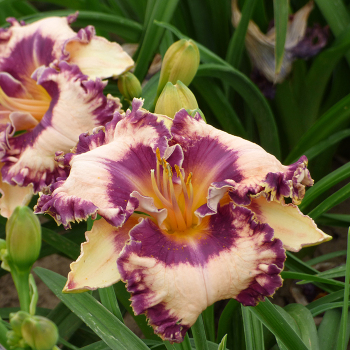Daylily, Hanalei Bay Daylily, Hanalei Bay