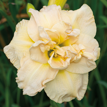 Daylily, Ikebana Star Daylily, Ikebana Star