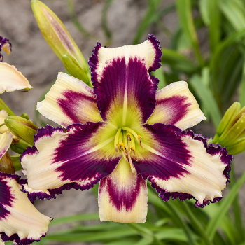 Daylily, Inscribed on My Heart Daylily, Inscribed on My Heart