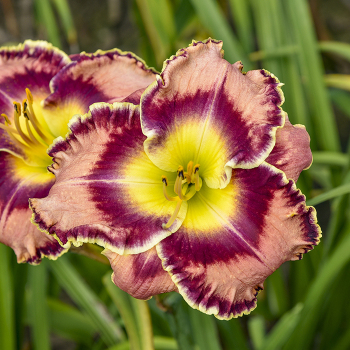 Daylily, Momentary Bliss Daylily, Momentary Bliss