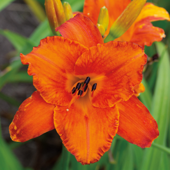 Daylily, Mauna Loa