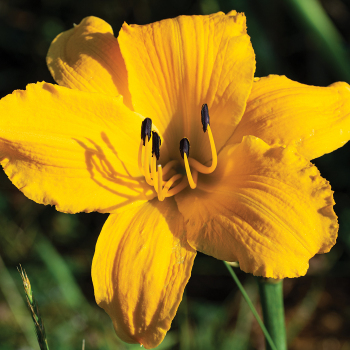 Daylily Mary's Gold