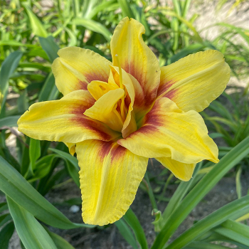 Hemerocallis Mount Helena