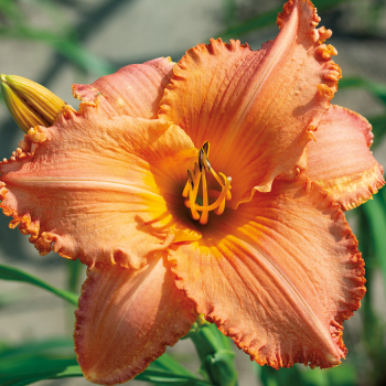 Daylily, New Tangerine Twist