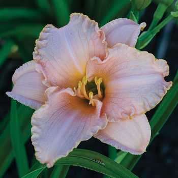 Daylily, Perfect Pink Princess
