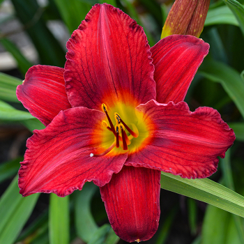 Daylily, R&R War Chant