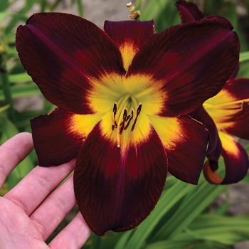 Daylily, Persian Ruby Daylily, Persian Ruby