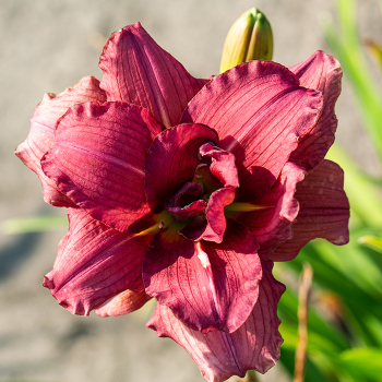 Daylily, Shamrock Double Grape